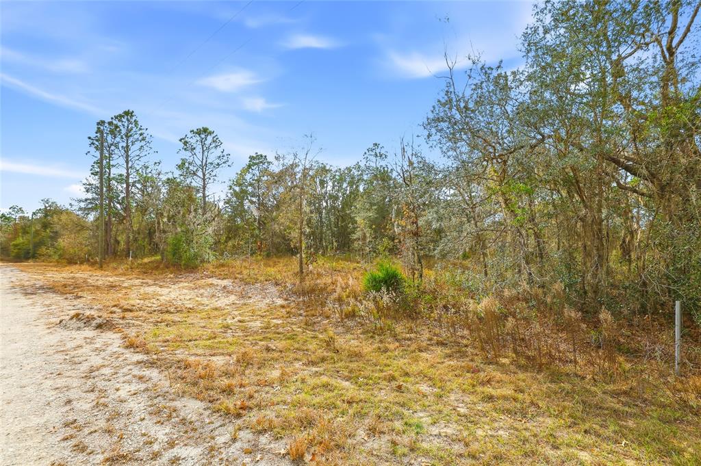 A dirt road runs alongside a wooded, undeveloped lot under a bright blue sky — CAYMAN ROAD, WEEKI WACHEE, FL