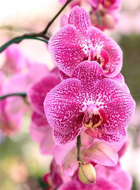 A close-up view of a vibrant pink and white speckled orchid flower in bloom — 2866 LENT ROAD, APOPKA, FL