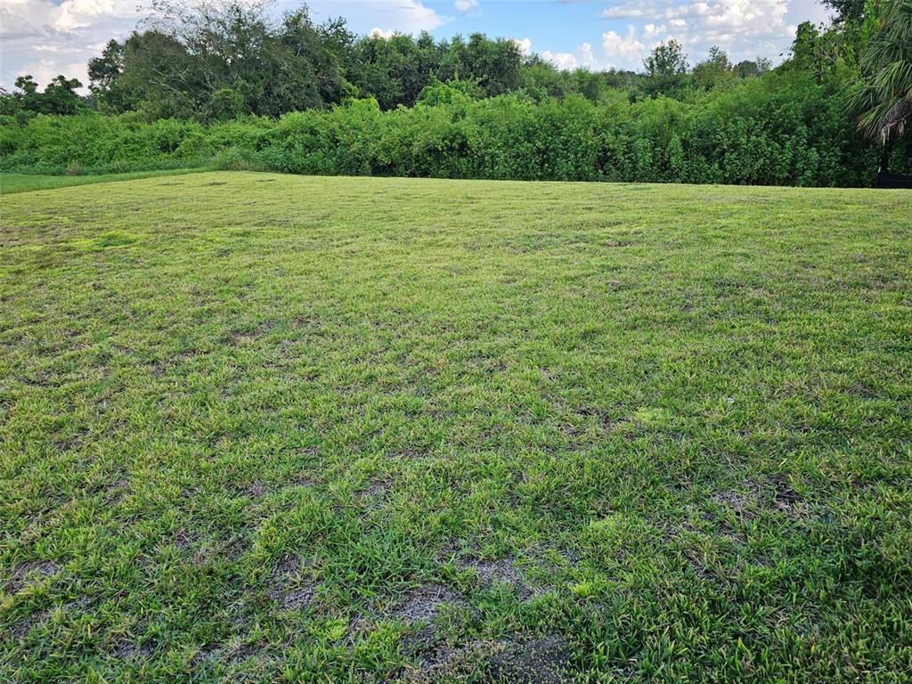 A flat, grassy vacant lot is bordered by a dense line of trees and shrubs — 38049 COPPER PENNY COURT, ZEPHYRHILLS, FL