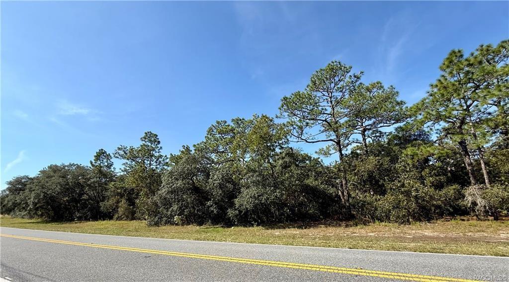 A paved road runs alongside a wooded lot with tall pine trees under a blue sky — 4952 N ELKCAM BOULEVARD, BEVERLY HILLS, FL