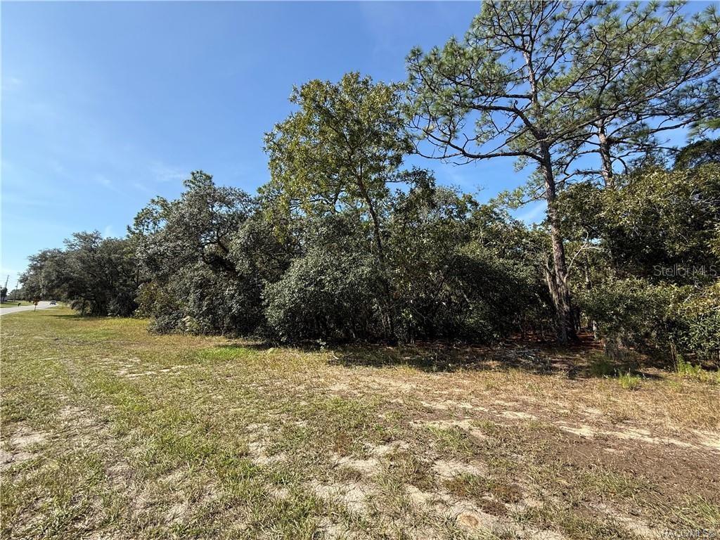A grassy, sandy lot features a dense cluster of trees and shrubs under a blue sky — 4952 N ELKCAM BOULEVARD, BEVERLY HILLS, FL