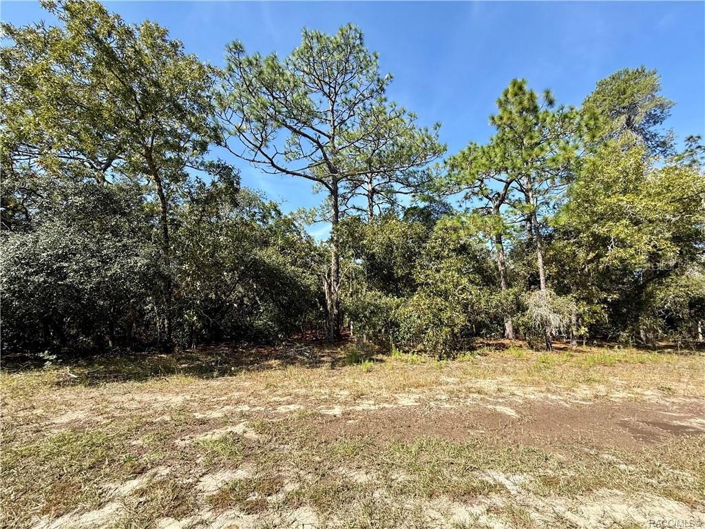 A view of a wooded lot with tall pine trees and dense undergrowth — 4952 N ELKCAM BOULEVARD, BEVERLY HILLS, FL