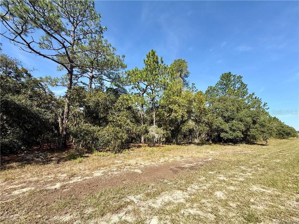 A grassy, dirt-covered lot features a dense line of pine and oak trees — 4952 N ELKCAM BOULEVARD, BEVERLY HILLS, FL