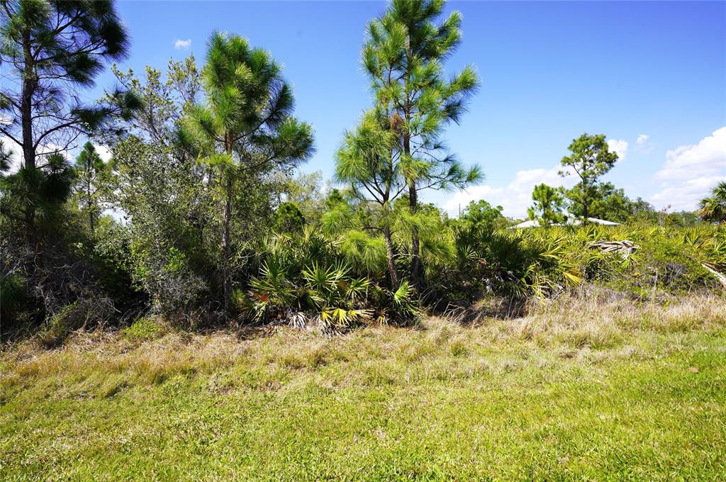 A grassy yard leads to a dense thicket of pine trees and saw palmetto bushes — BALBOA TERRACE, NORTH PORT, FL