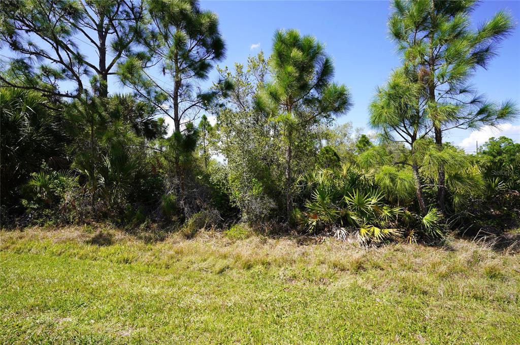 A grassy lot features a dense line of pine trees and palmetto bushes under blue skies — BALBOA TERRACE, NORTH PORT, FL