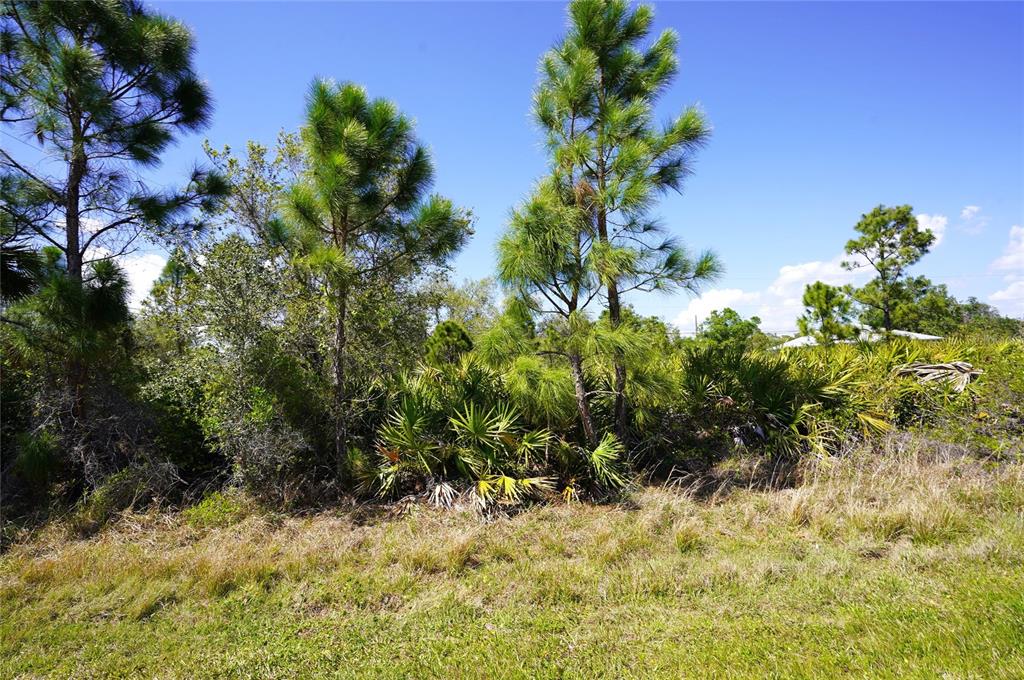 A grassy lot features several pine trees and dense palmetto bushes under a blue sky — BALBOA TERRACE, NORTH PORT, FL