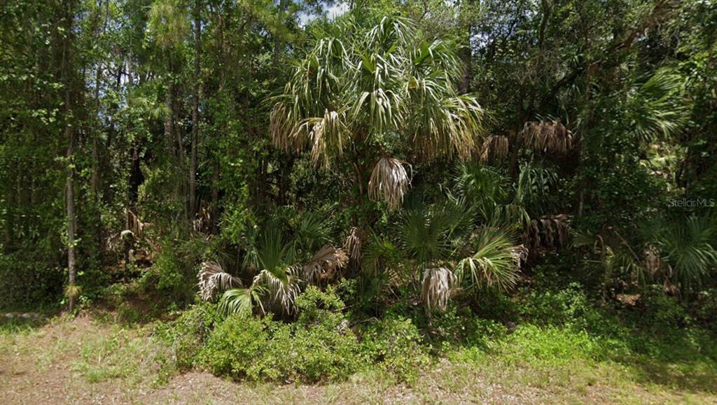A dense, wooded lot features a prominent palm tree surrounded by thick underbrush and trees — APRICOT STREET, NORTH PORT, FL