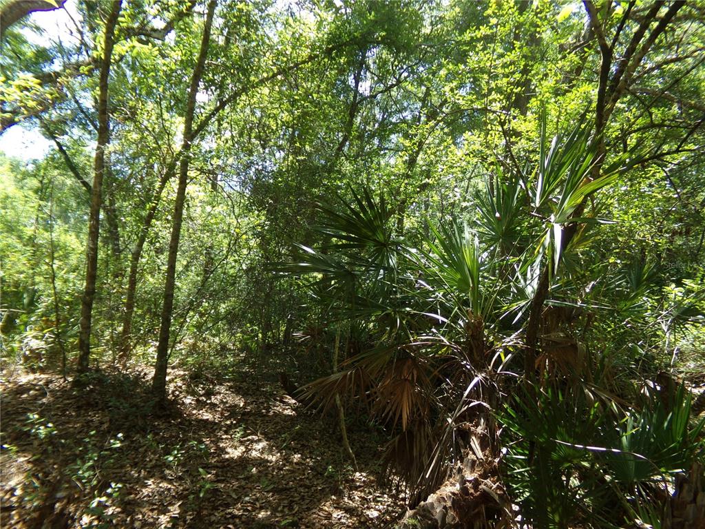 A dense, wooded area features tall trees and low-growing saw palmetto plants — KNOXVILLE DRIVE, WEBSTER, FL