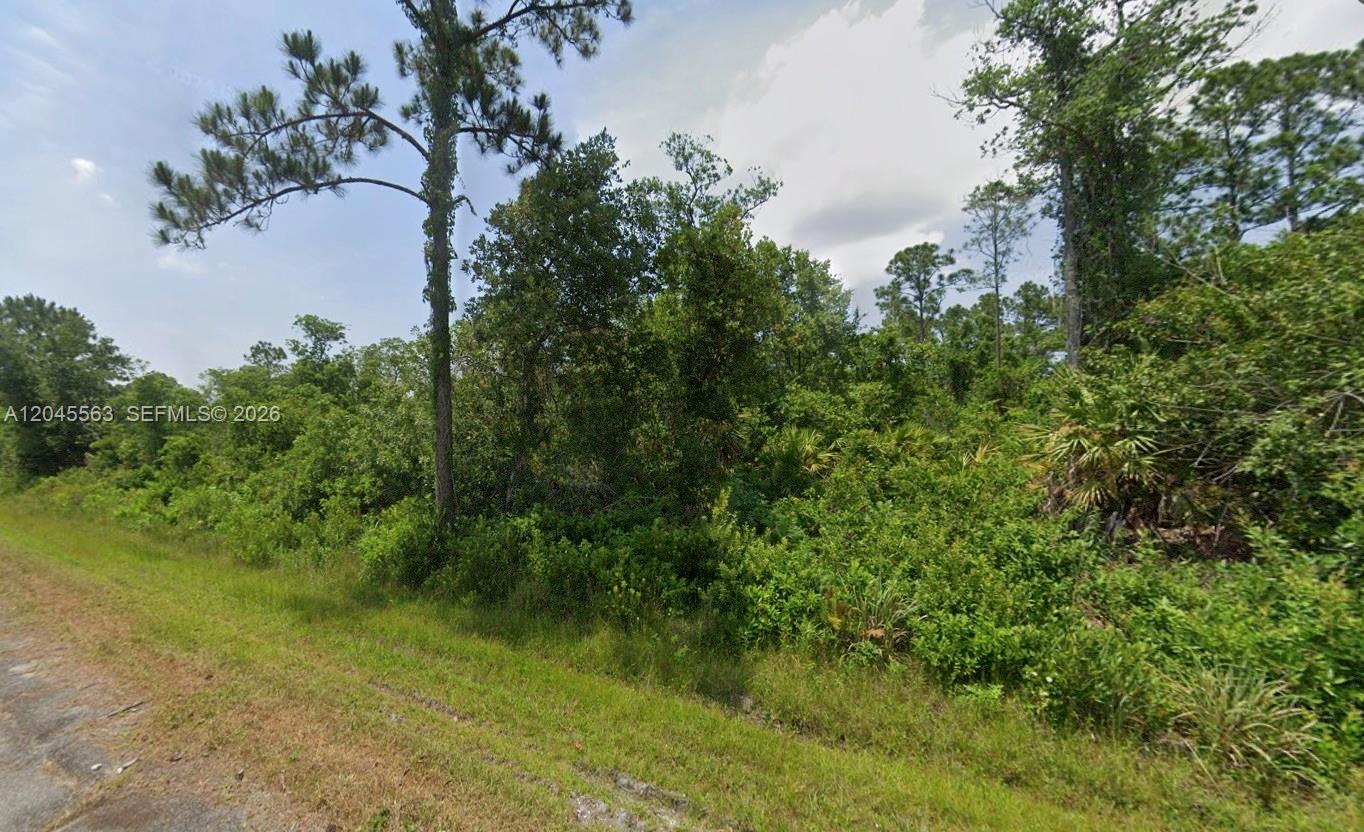 A view of a dense, wooded lot with tall pine trees and thick underbrush — 7905 Cabo Dr, Sebring FL 33872, SEBRING, FL