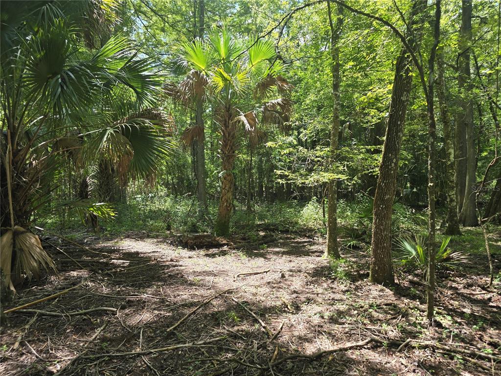 A wooded area with palm trees and dense vegetation under a canopy of trees — 7521 S CLAY TERRACE, FLORAL CITY, FL