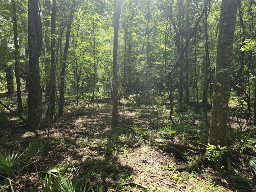 A dense, wooded forest area featuring tall trees and low-growing palmetto plants on the ground — 7521 S CLAY TERRACE, FLORAL CITY, FL
