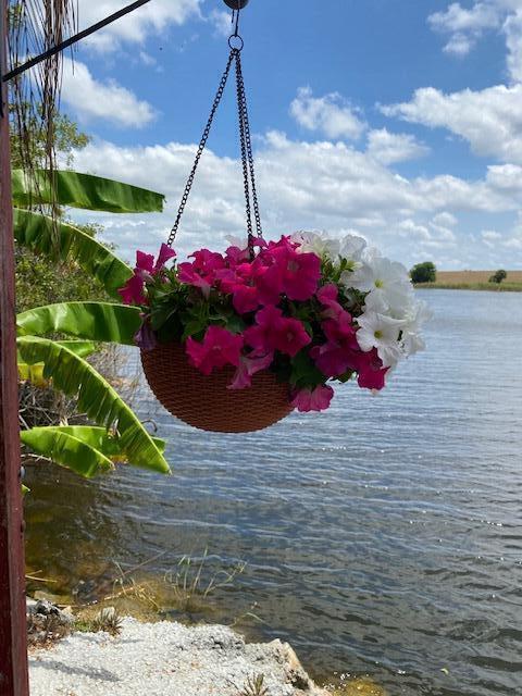 A hanging basket of pink and white petunias overlooks a lake with banana leaves nearby — 8680 Us Highway 441, Okeechobee FL 34974, OKEECHOBEE, FL