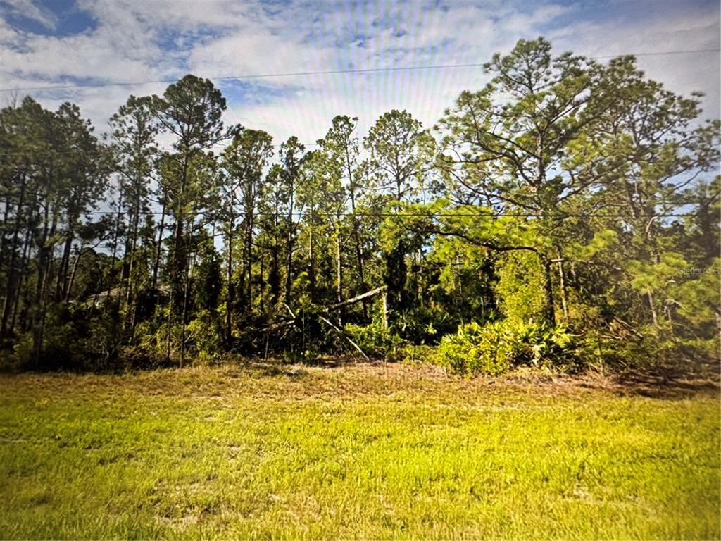 A grassy, open lot is bordered by a dense line of tall pine trees — TROPICAIRE BOULEVARD, NORTH PORT, FL