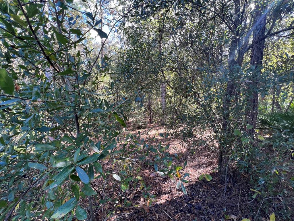A wooded area with dense trees, shrubs, and a ground layer of fallen leaves — 5650 W KETTLE LANE, CRYSTAL RIVER, FL