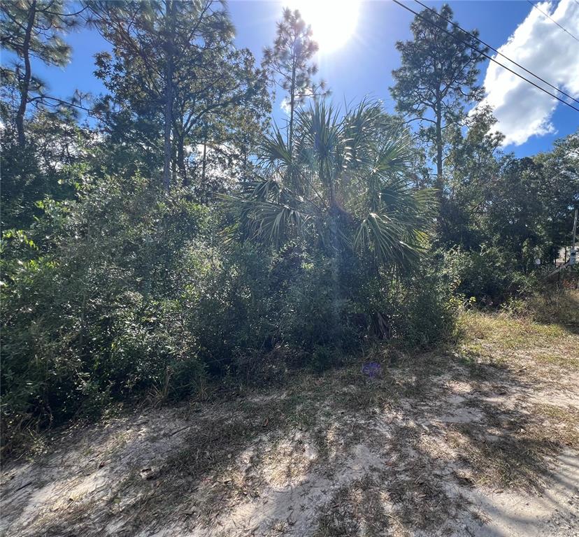 A wooded, undeveloped lot features a large palm tree and dense brush under bright sunlight — 5650 W KETTLE LANE, CRYSTAL RIVER, FL