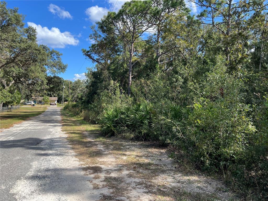 A paved road runs alongside a wooded lot with dense vegetation and tall pine trees — 5650 W KETTLE LANE, CRYSTAL RIVER, FL