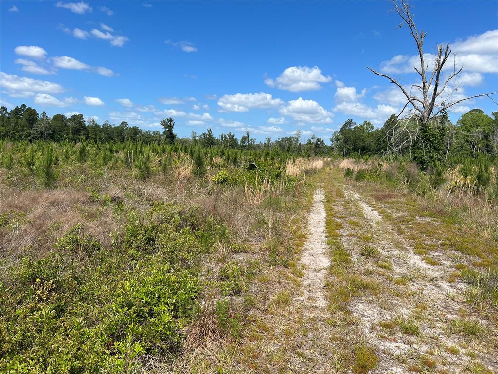 A dirt path leads through a field of low brush and young pine trees — HWY 40, DUNNELLON, FL