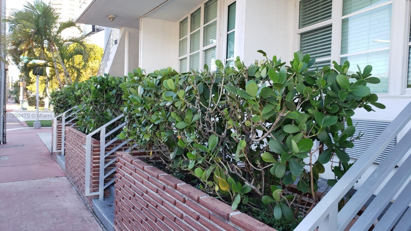 A brick planter box with green shrubs sits in front of a white building exterior — 300 74th St # 3, Miami Beach FL 33141, MIAMI BEACH, FL