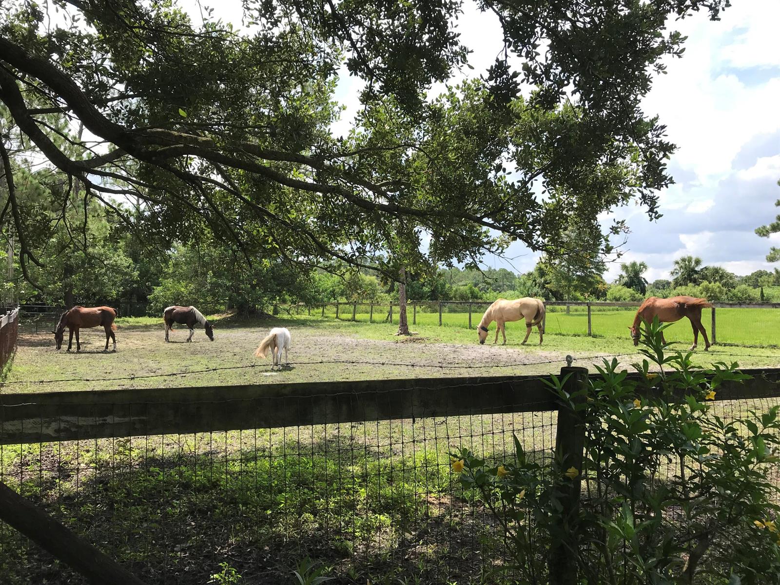 Four horses graze in a fenced pasture under the shade of large trees — 15531 42nd Road N, FL 33470, FL