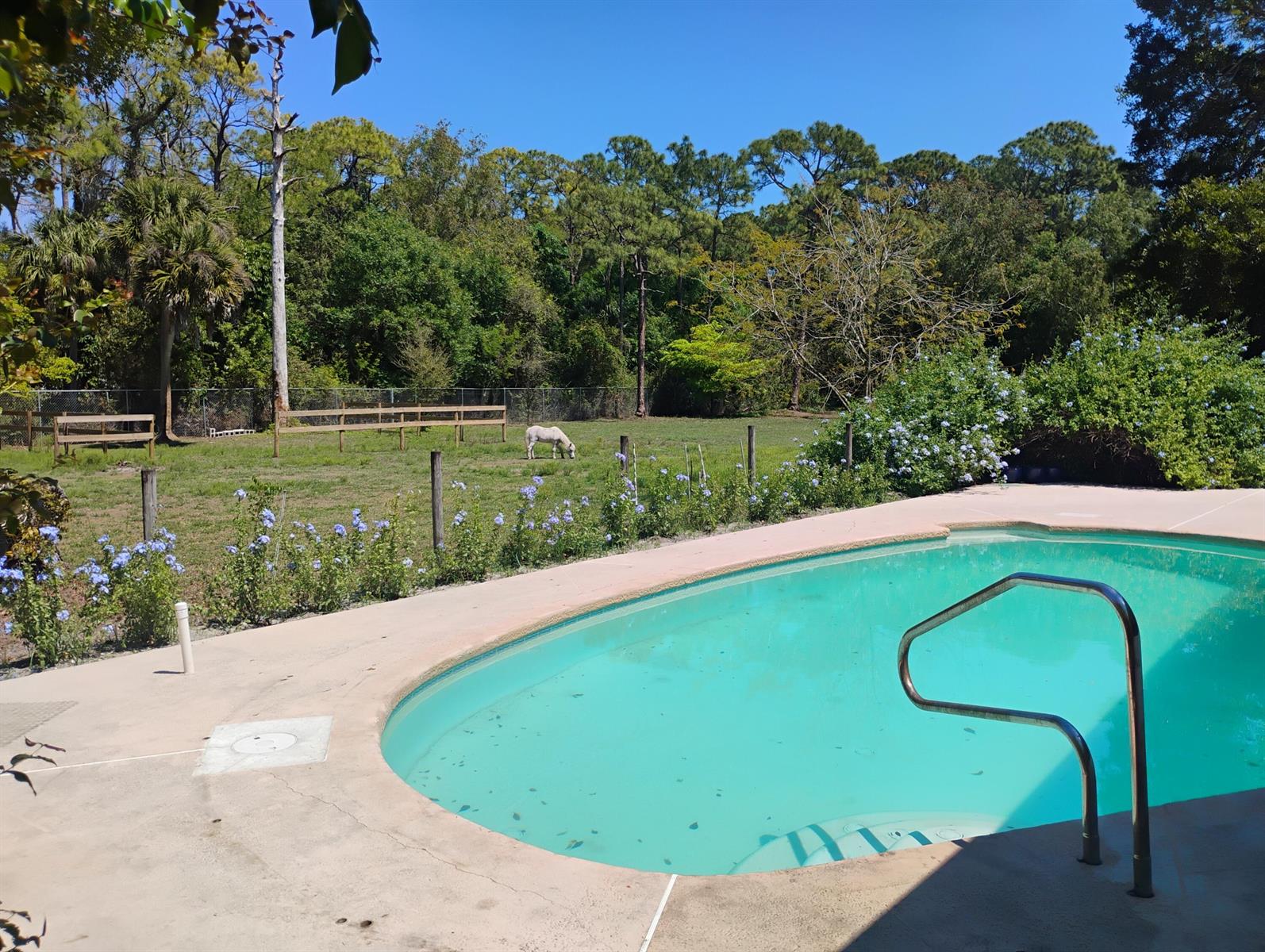 A swimming pool with a metal handrail overlooks a grassy yard with a grazing horse — 15531 42nd Road N, FL 33470, FL