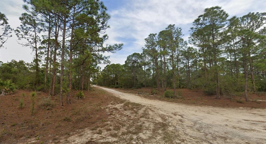 A dirt road winds through a wooded lot filled with pine trees and low-lying brush — 401 WIND ROSE AVENUE, LAKE PLACID, FL