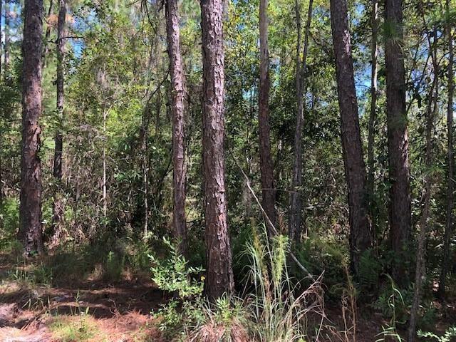 A wooded area featuring several tall pine trees and dense undergrowth in a forest setting — 0 Old Grade Road, FL 33868, FL