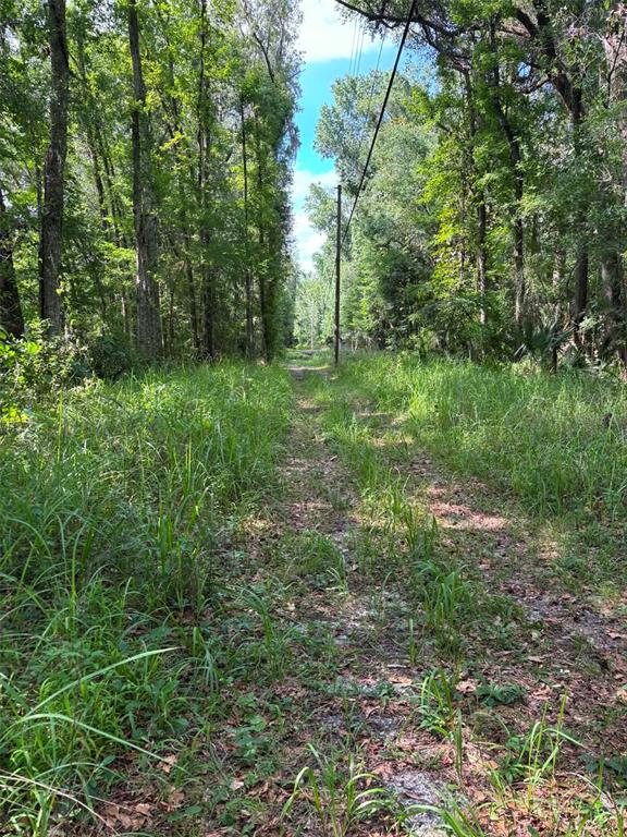 A dirt path runs through a grassy clearing surrounded by dense trees and utility poles — 12168 PONCE DE LEON BOULEVARD, BROOKSVILLE, FL