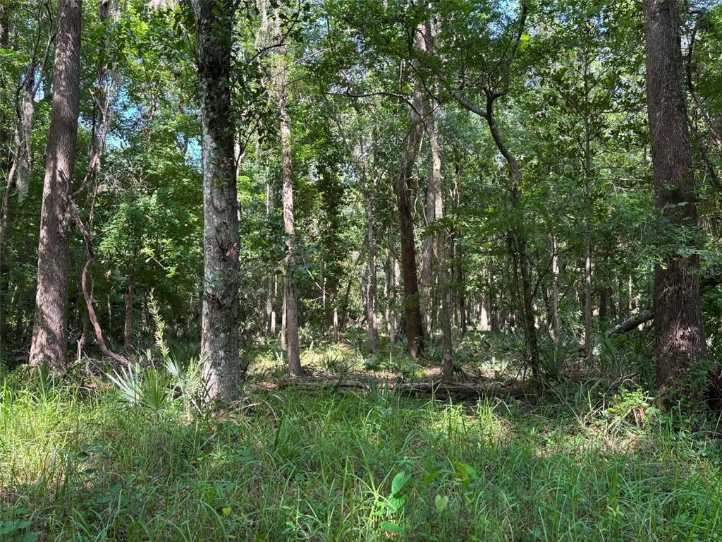 A dense, wooded forest area with tall trees and thick green undergrowth — 12168 PONCE DE LEON BOULEVARD, BROOKSVILLE, FL
