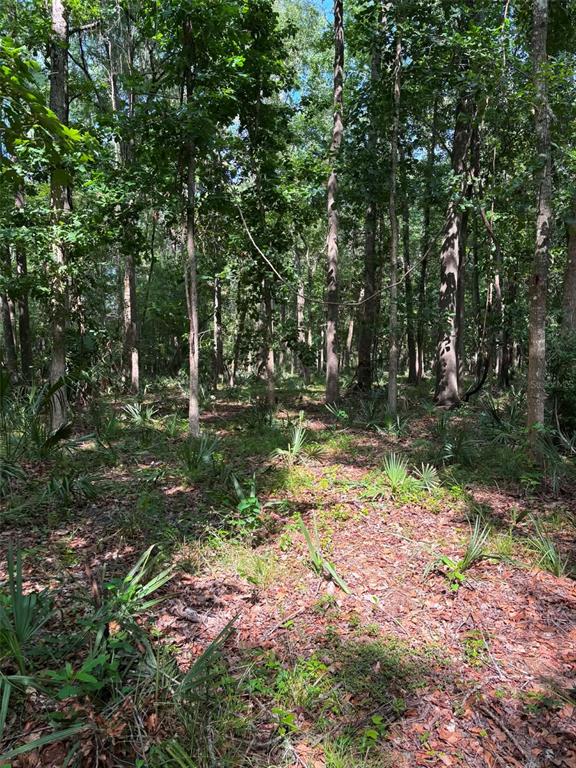 A wooded area features tall trees and low-growing palmetto plants on a leaf-covered forest floor — 12168 PONCE DE LEON BOULEVARD, BROOKSVILLE, FL
