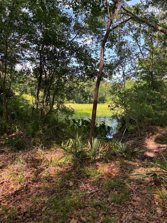 A view of a small pond surrounded by dense trees and native Florida vegetation — 12168 PONCE DE LEON BOULEVARD, BROOKSVILLE, FL