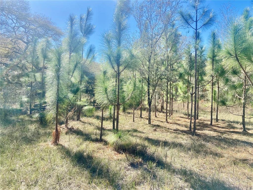 01 UNNAMED, SPRING HILL, FL — photo 4 of 30