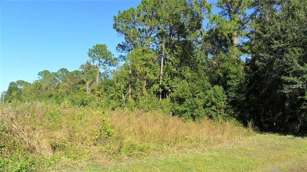 A grassy, overgrown lot is bordered by a dense line of tall pine and oak trees — 9049 FRYLAND ROAD, ORLANDO, FL