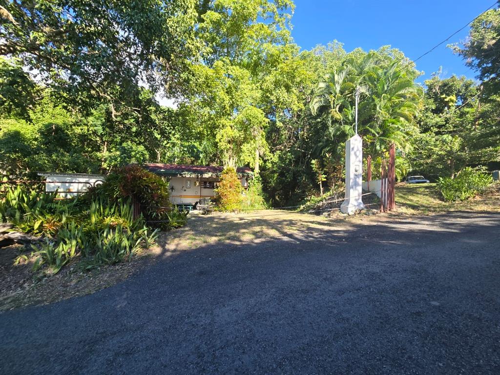 A gravel driveway leads to a small trailer parked among dense trees and foliage — BO. LLANOS TUNA, SECTOR LAS MAGAS, CABO ROJO, PR