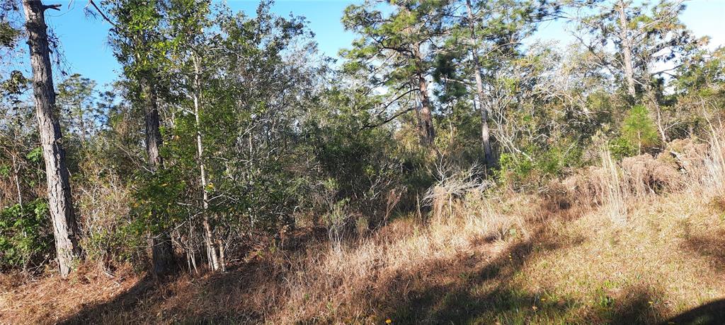 A wooded lot features tall pine trees and dense underbrush under a clear blue sky — 623 GRANADA DRIVE, INDIAN LAKE ESTATES, FL
