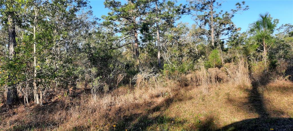 A view of a wooded, undeveloped lot with tall pine trees and dry brush — 623 GRANADA DRIVE, INDIAN LAKE ESTATES, FL