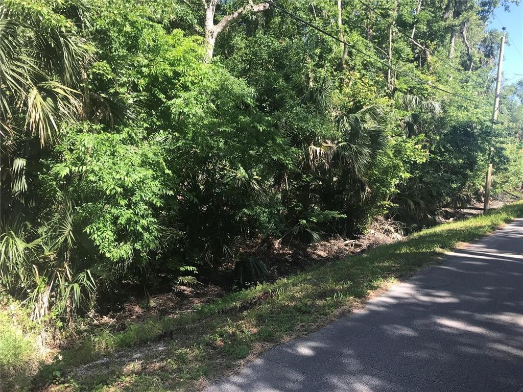 A paved road runs alongside a dense, wooded area with various trees and palm plants — ELIZABETH STREET, NEW SMYRNA BEACH, FL
