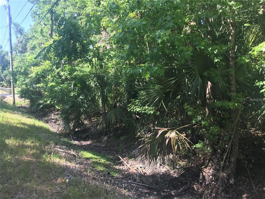 A view of a wooded lot with a drainage ditch and dense vegetation — ELIZABETH STREET, NEW SMYRNA BEACH, FL