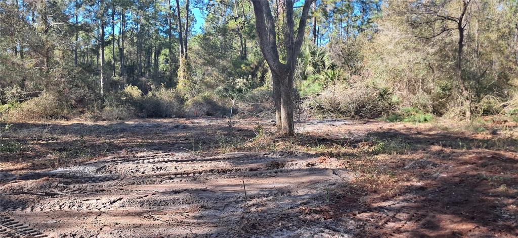 A cleared, muddy lot with tire tracks sits in front of a wooded area — 120 GARDENIA AVENUE, GEORGETOWN, FL