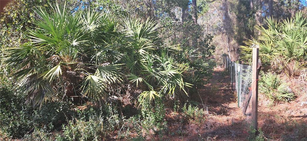 A wire fence runs along a wooded area filled with palmetto bushes and pine trees — 120 GARDENIA AVENUE, GEORGETOWN, FL