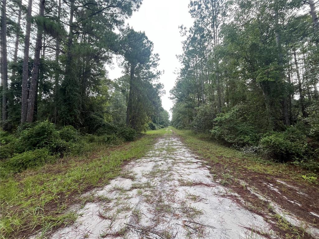 A sandy dirt path leads through a dense forest of tall pine trees — 120 GARDENIA AVENUE, GEORGETOWN, FL