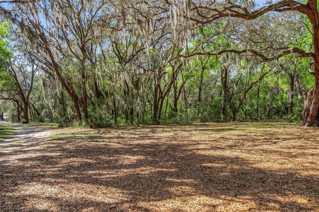 A dirt path leads to a clearing surrounded by large trees draped in Spanish moss — 2917 LAKE GRIFFIN ROAD, LADY LAKE, FL