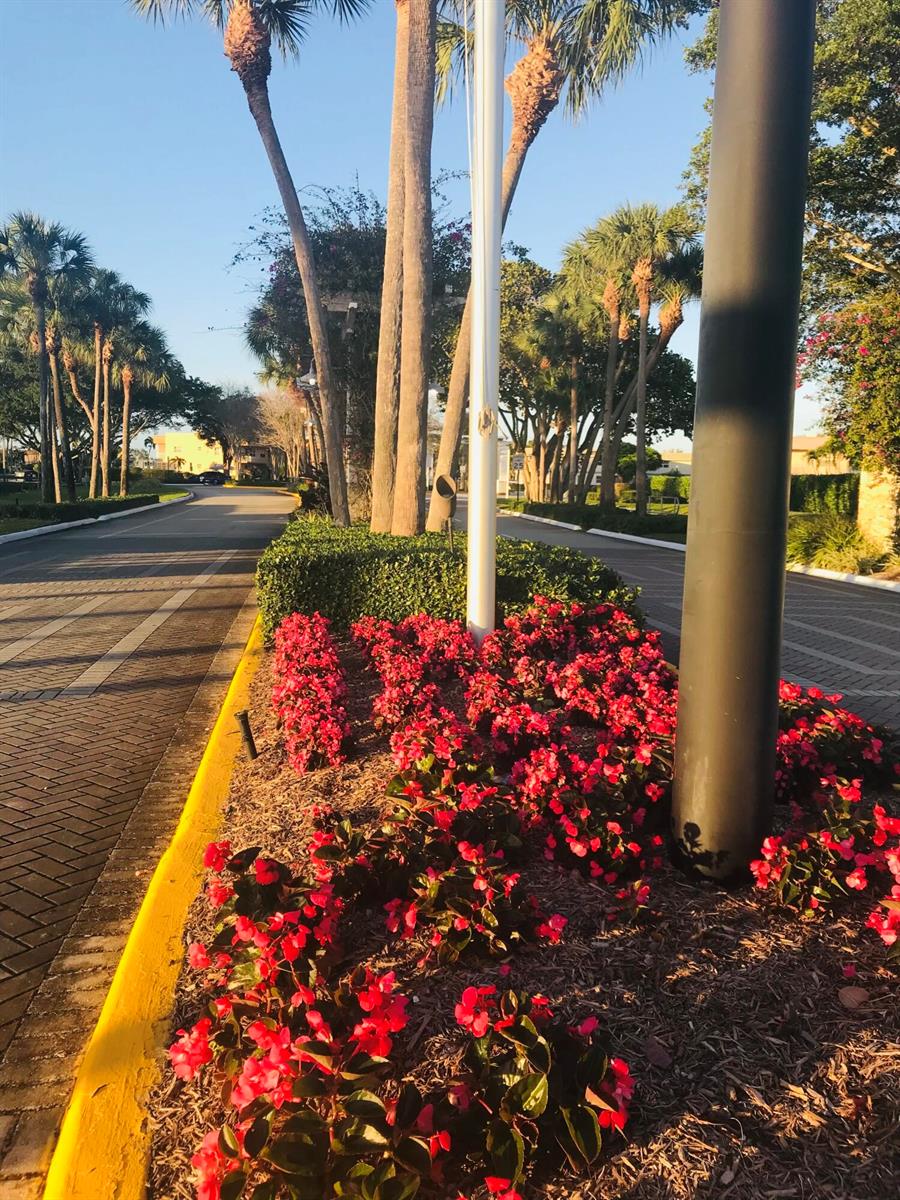 A paved driveway lined with palm trees and a flower bed with red blooming plants — 816 Normandy Q, Delray Beach FL 33484, DELRAY BEACH, FL