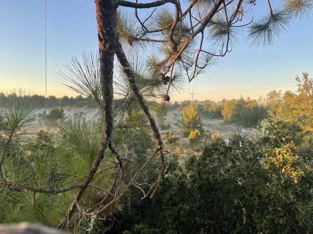 A view of a wooded landscape with pine trees and low-lying morning mist — 43820 REDLANDS DRIVE, DELAND, FL