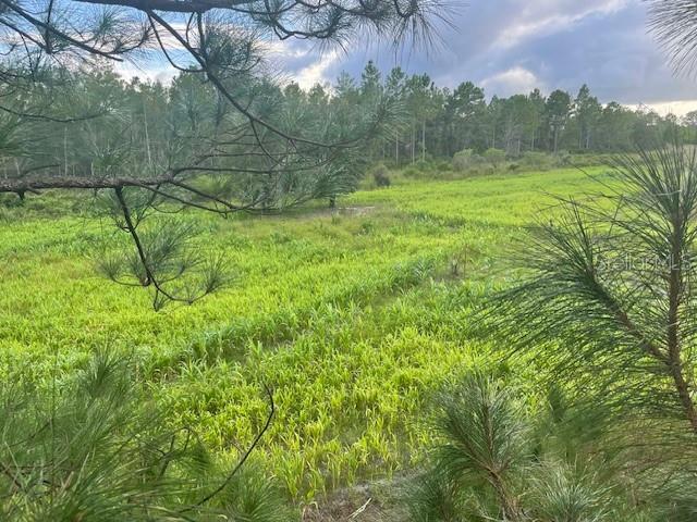 A view of a grassy field bordered by a forest of pine trees — 43820 REDLANDS DRIVE, DELAND, FL