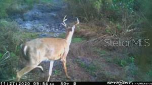 A deer with antlers walks through a wooded area in this trail camera photograph — 43820 REDLANDS DRIVE, DELAND, FL