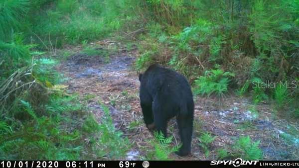 A black bear walks through a wooded area in this trail camera photograph — 43820 REDLANDS DRIVE, DELAND, FL