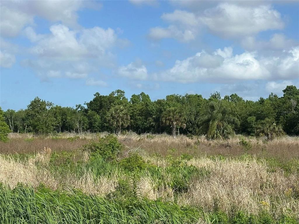 A grassy, undeveloped field sits in front of a line of trees under a sky — HOWARD AVENUE, OVIEDO, FL