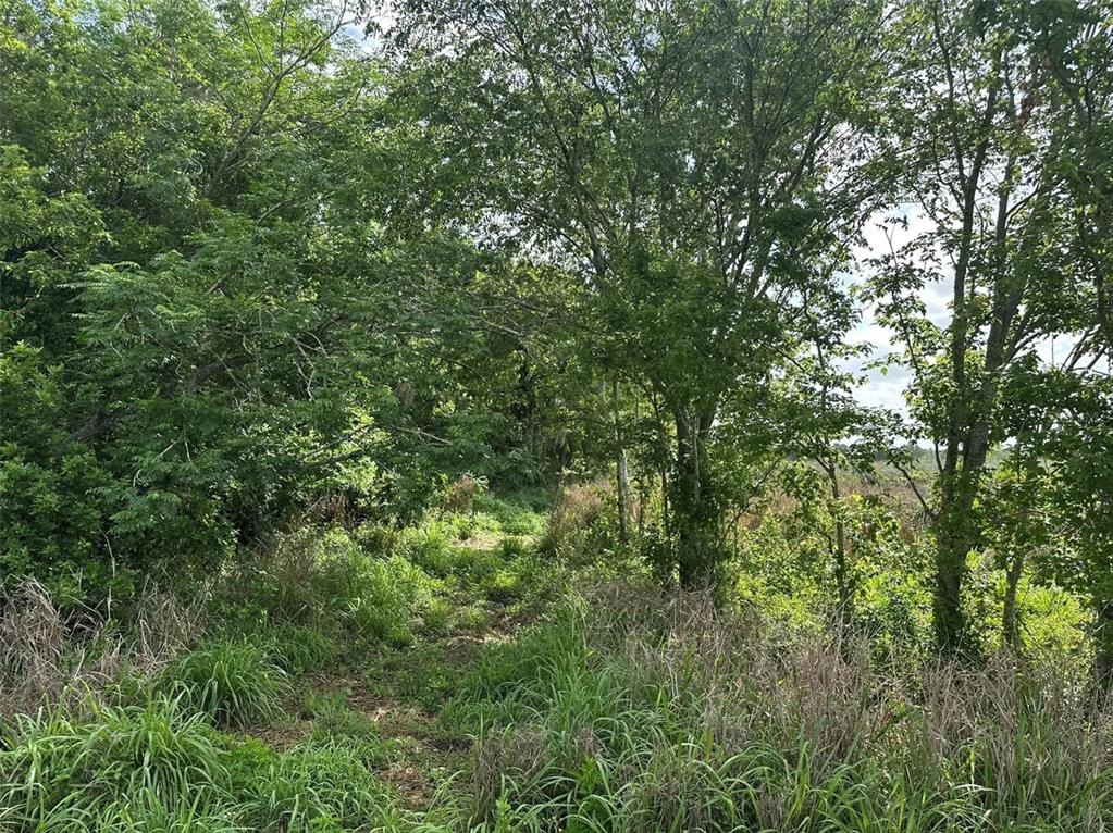 A dirt path winds through a wooded area with tall green grass and trees — HOWARD AVENUE, OVIEDO, FL