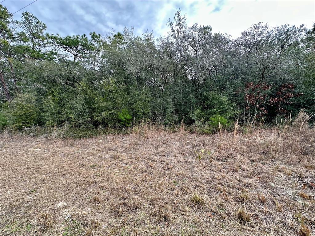 A view of a grassy, undeveloped lot bordered by a dense line of trees — 7891 N DARBY DRIVE, CITRUS SPRINGS, FL