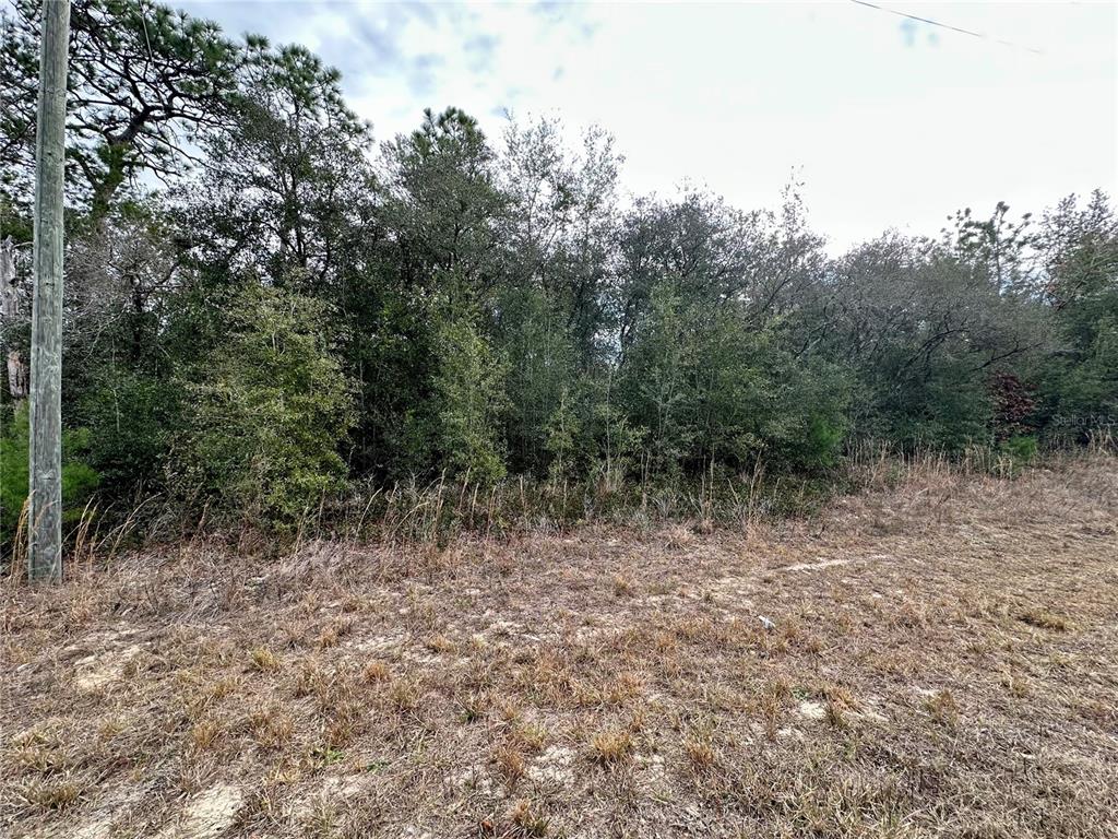 A view of a vacant, wooded lot with a utility pole on the left — 7891 N DARBY DRIVE, CITRUS SPRINGS, FL